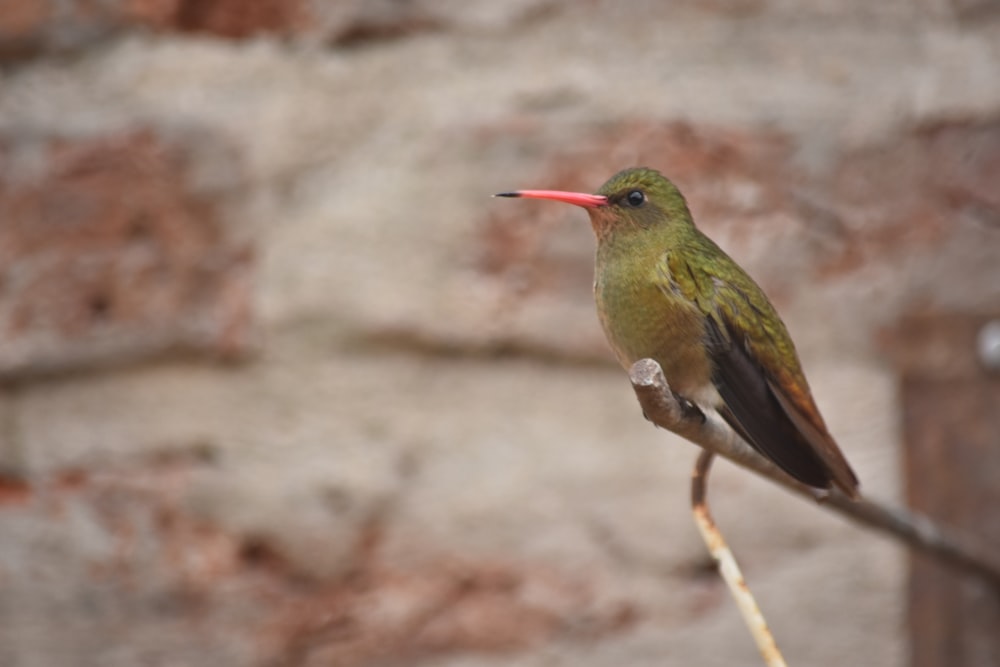 a small bird perched on a branch in front of a brick wall