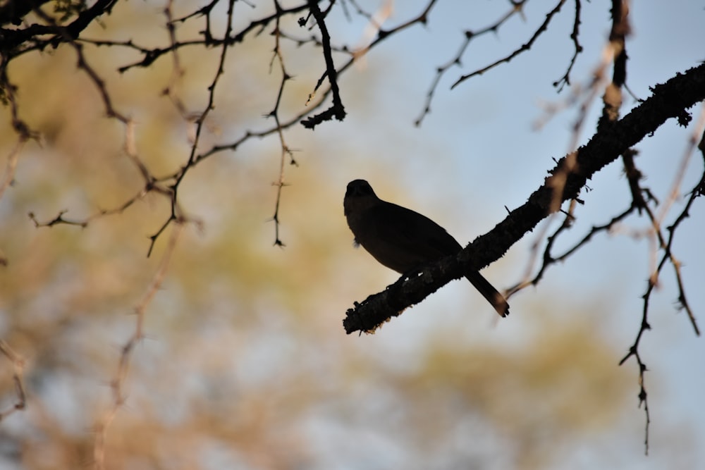 a bird sitting on a branch of a tree