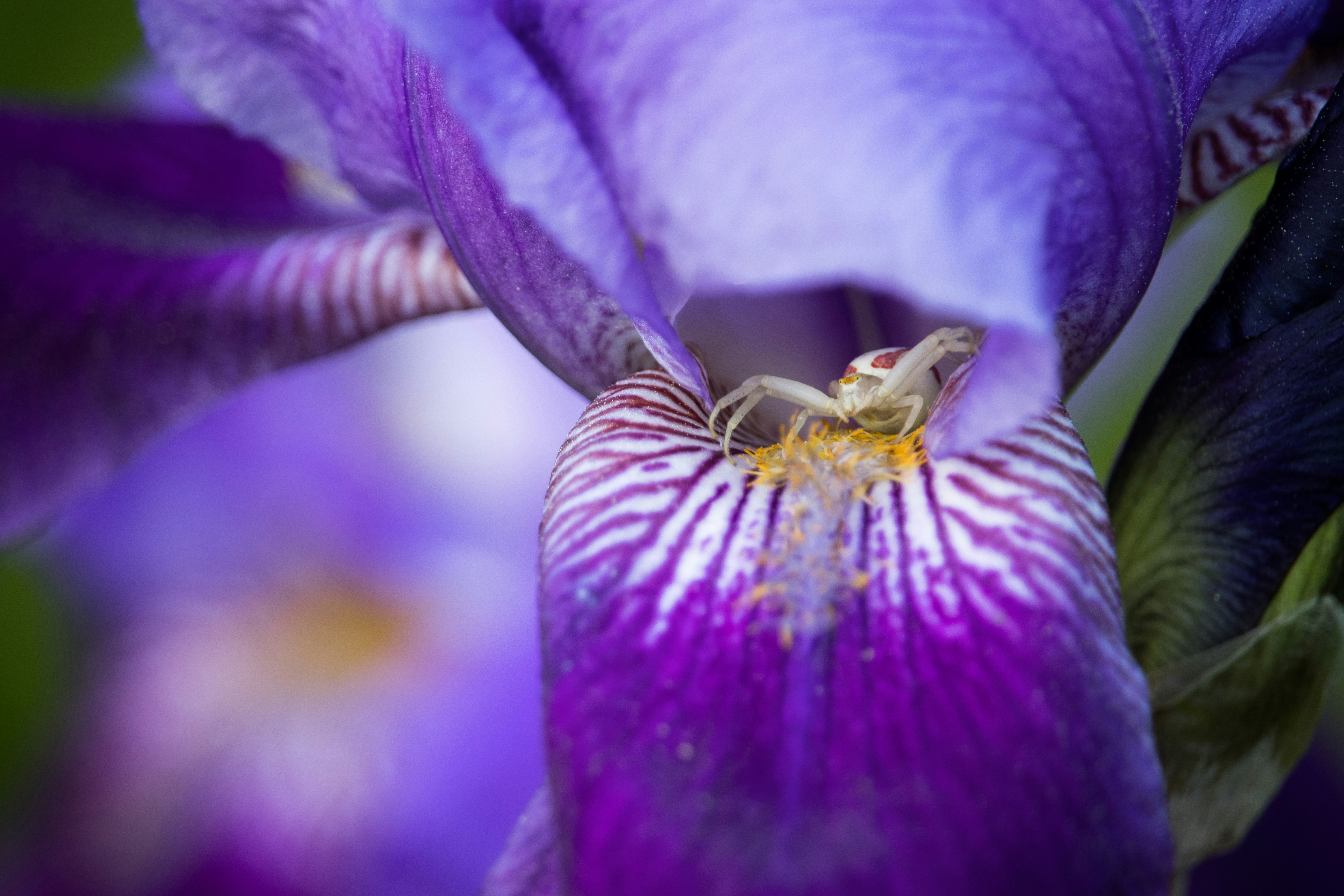 un gros plan d’une fleur violette avec un insecte dessus