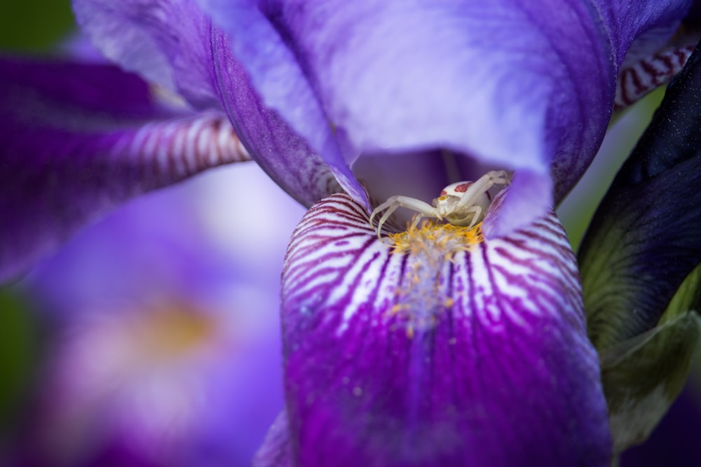 a close up of a purple flower with a bug on it