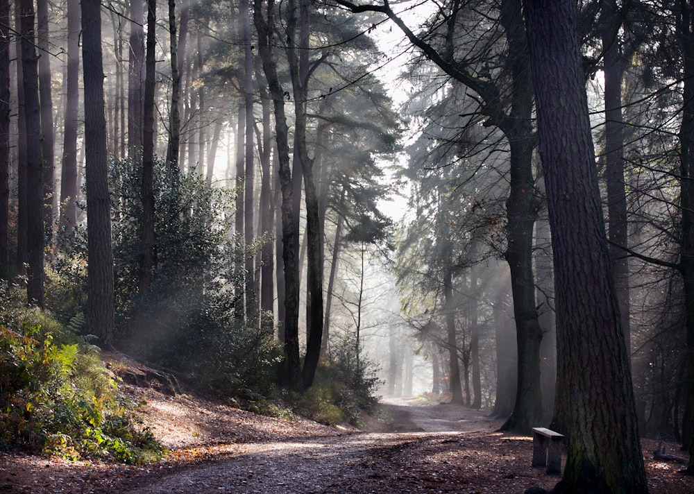 a path through a forest with a bench in the middle