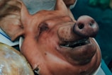 A close-up of a cooked pig's head with its eyes closed and mouth slightly open, resting on a white surface. The skin appears brown and textured, with visible whisker spots on the snout.