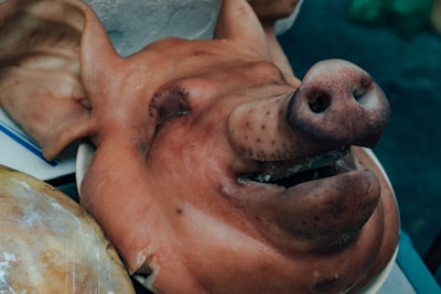 A close-up of a cooked pig's head with its eyes closed and mouth slightly open, resting on a white surface. The skin appears brown and textured, with visible whisker spots on the snout.