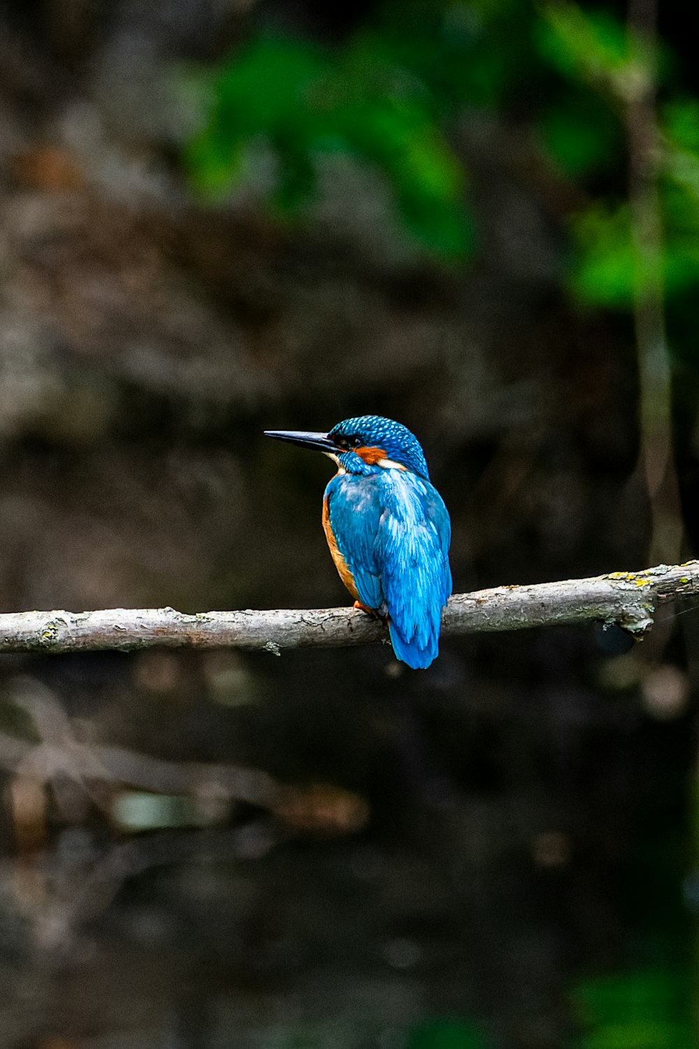 um pequeno pássaro azul e laranja sentado em um galho