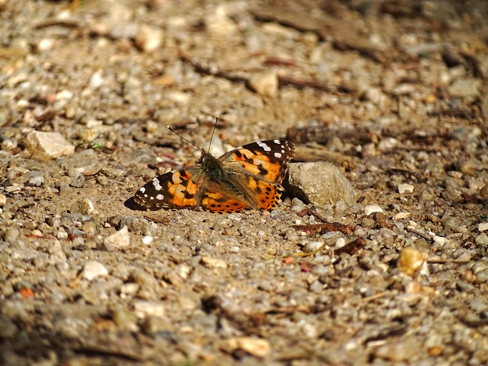 a small butterfly sitting on top of a rocky ground