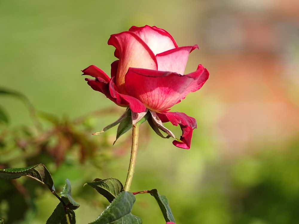 a pink rose is blooming in a garden