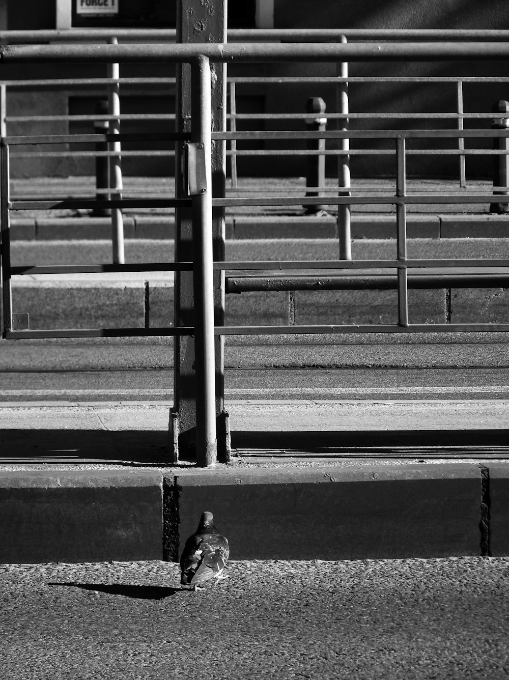 a black and white photo of a bird sitting on the ground