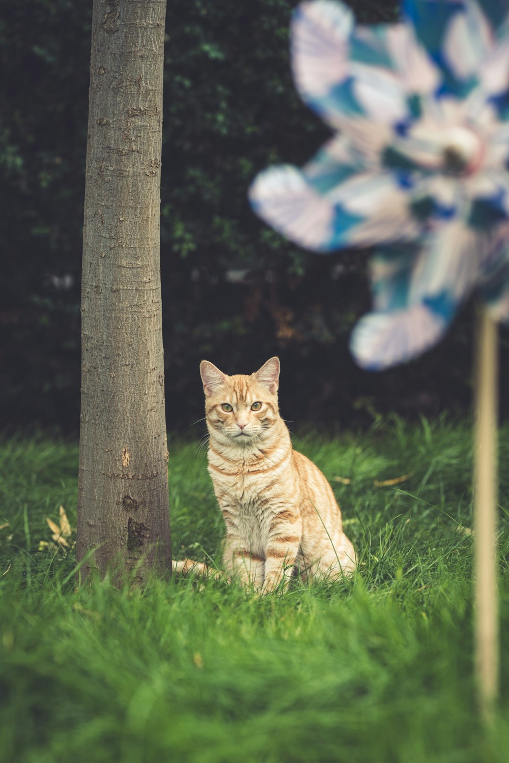 orange tabby cat on green grass field