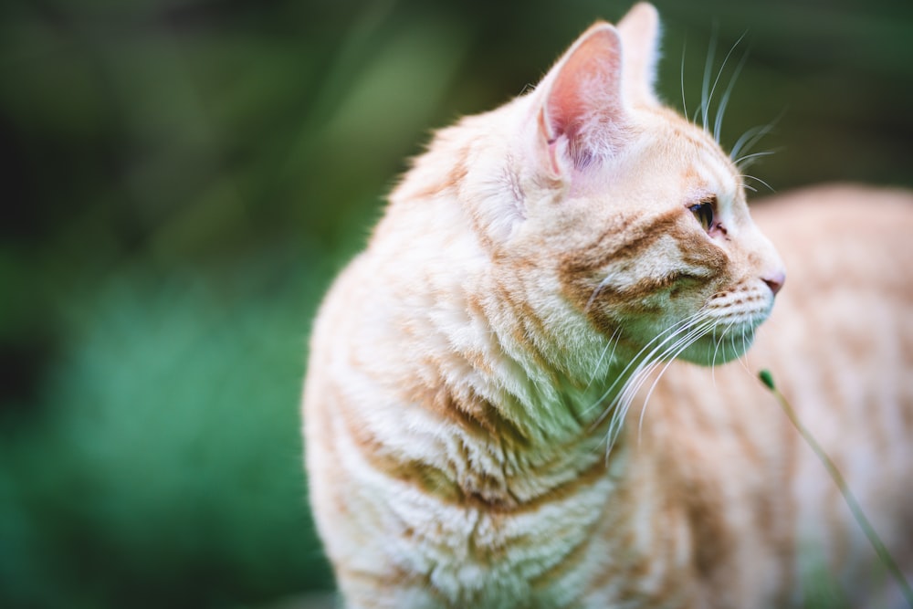 gato atigrado naranja en lente de cambio de inclinación