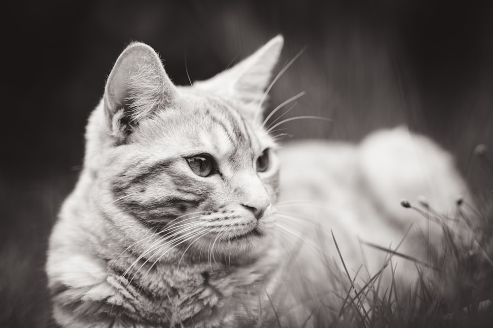 grayscale photo of tabby cat