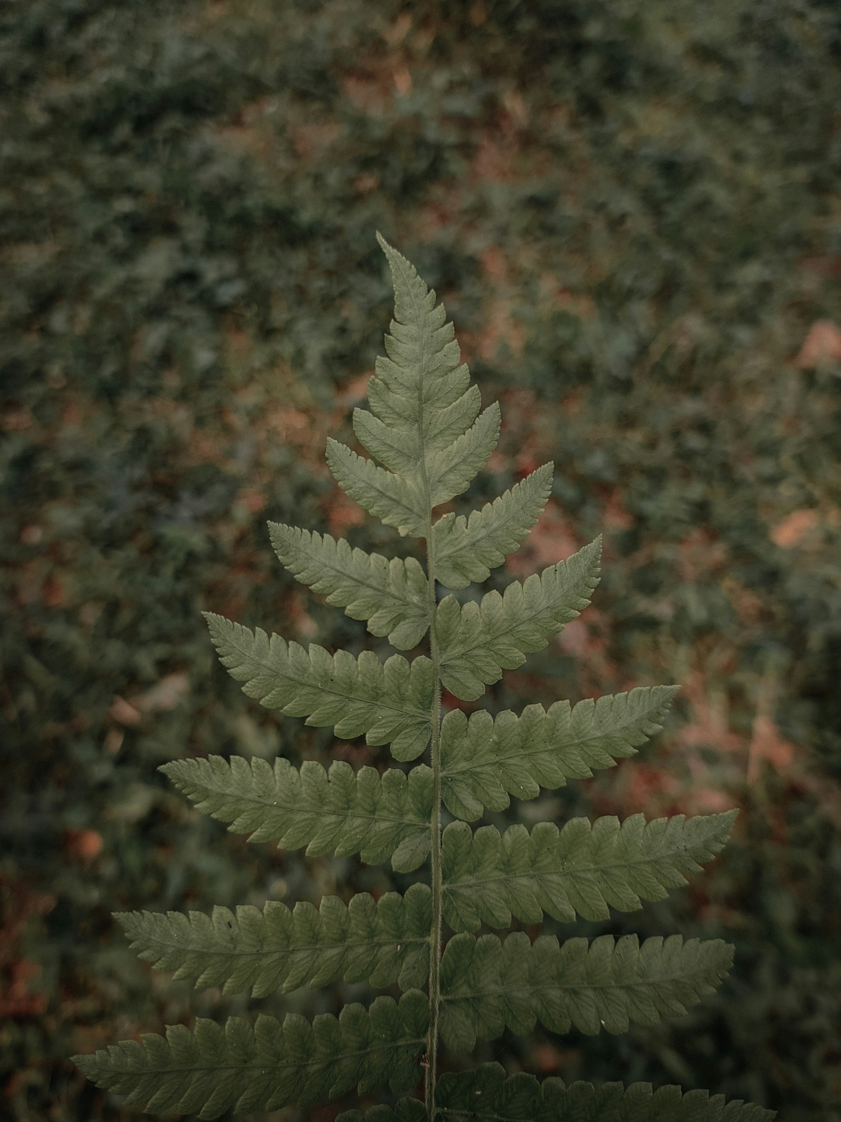 Un primer plano de una planta con un fondo borroso