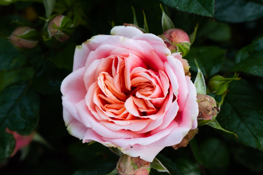 a pink rose with green leaves in the background