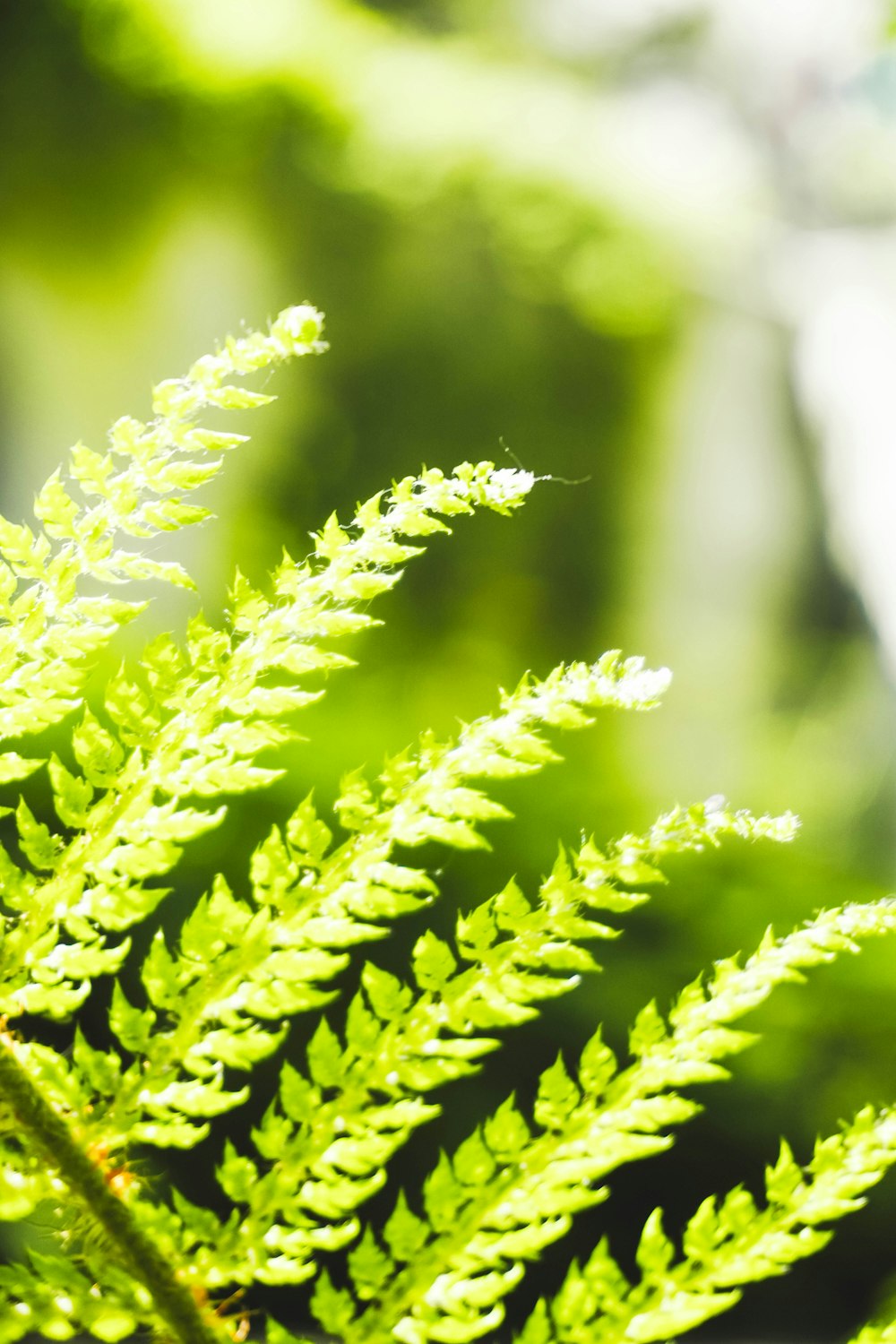 a close up of a green plant with a blurry background