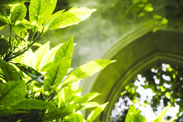 Vibrant green leaves are prominently displayed in the foreground, catching bright sunlight and creating a sense of freshness. In the background, an arch with soft green hues and out-of-focus foliage can be seen, suggesting a serene, natural setting.