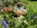 A wicker basket filled with chocolate treats is nestled among vibrant spring flowers in a garden. Surrounding the basket are various flowers, including purple grape hyacinths, yellow primroses, and pink blooms. The lush greenery and colorful blossoms create a lively and fresh atmosphere.
