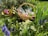 A wicker basket filled with chocolate treats is nestled among vibrant spring flowers in a garden. Surrounding the basket are various flowers, including purple grape hyacinths, yellow primroses, and pink blooms. The lush greenery and colorful blossoms create a lively and fresh atmosphere.