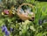 A wicker basket filled with chocolate treats is nestled among vibrant spring flowers in a garden. Surrounding the basket are various flowers, including purple grape hyacinths, yellow primroses, and pink blooms. The lush greenery and colorful blossoms create a lively and fresh atmosphere.