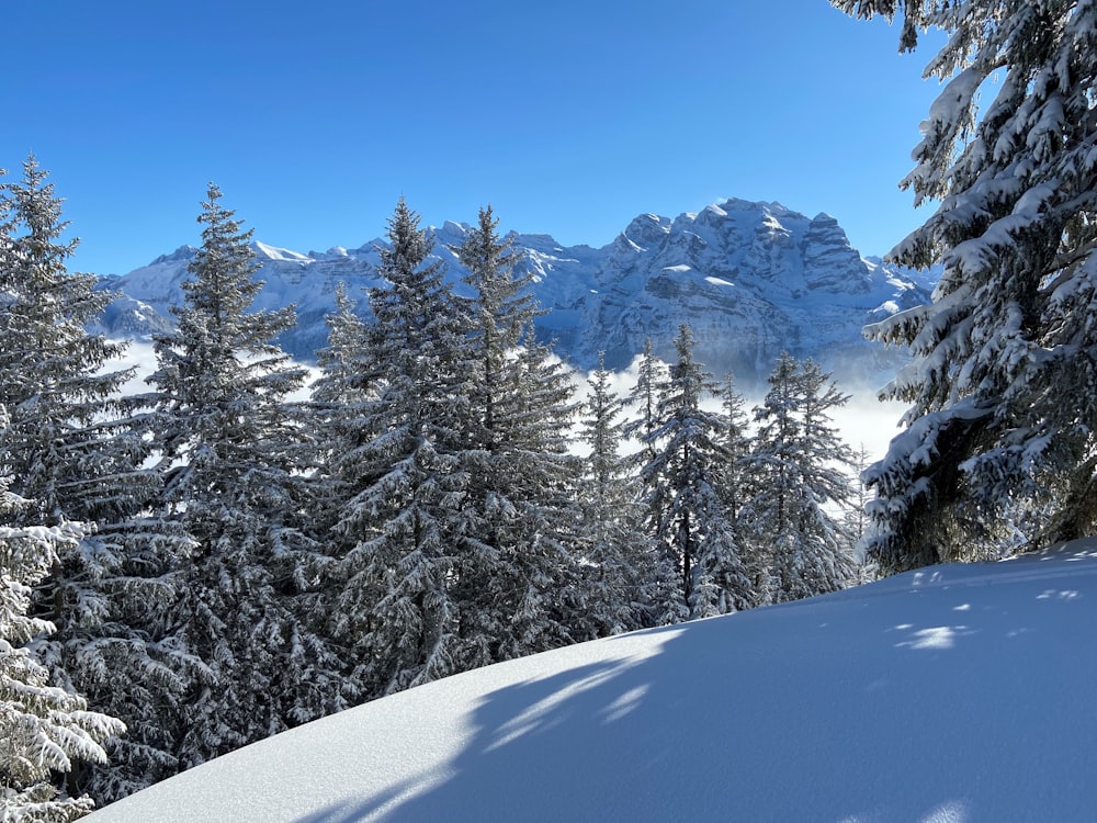 a snow covered mountain with pine trees in the foreground