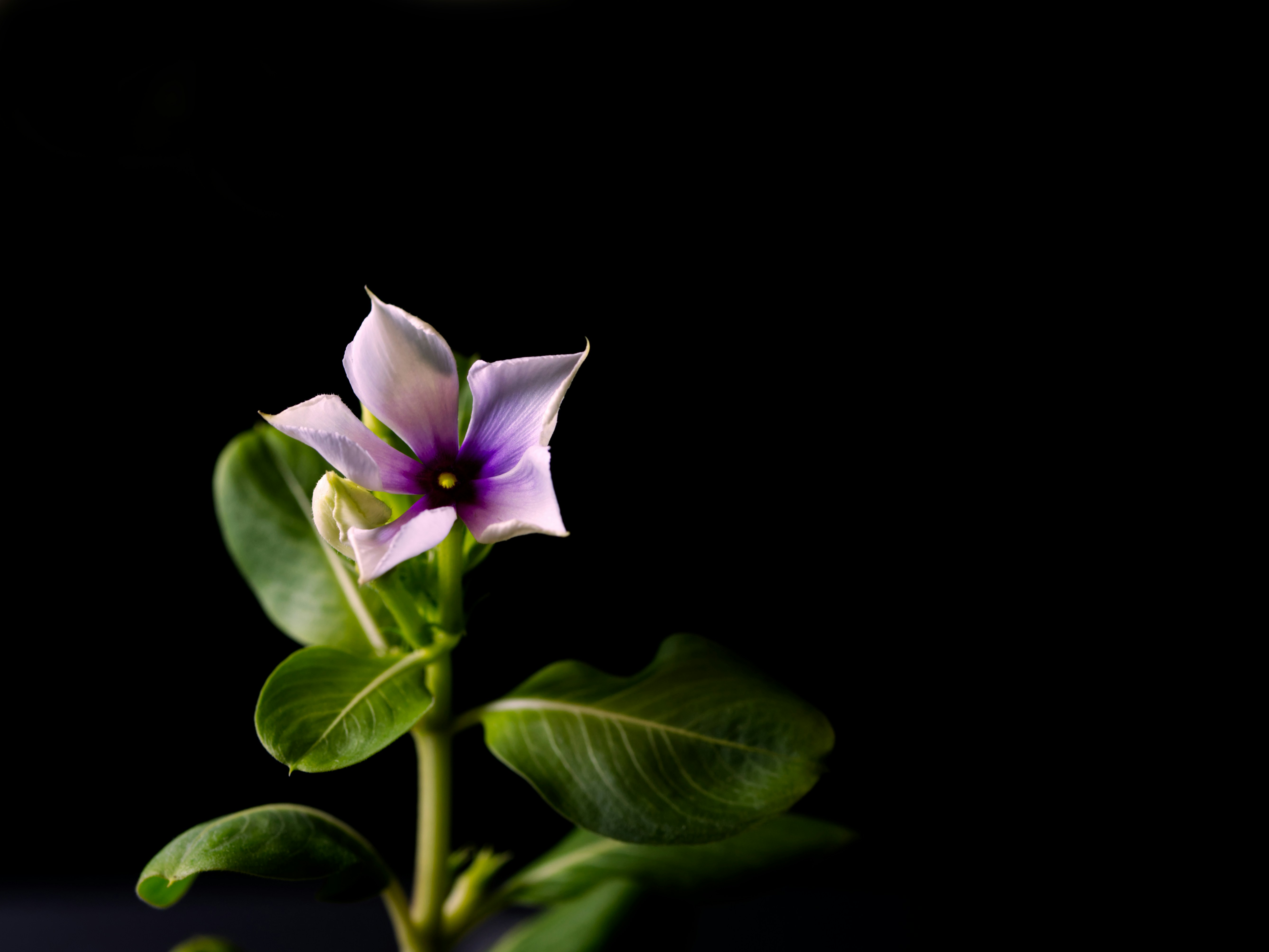 5 порад, щоб гарно сфотографувати квіти