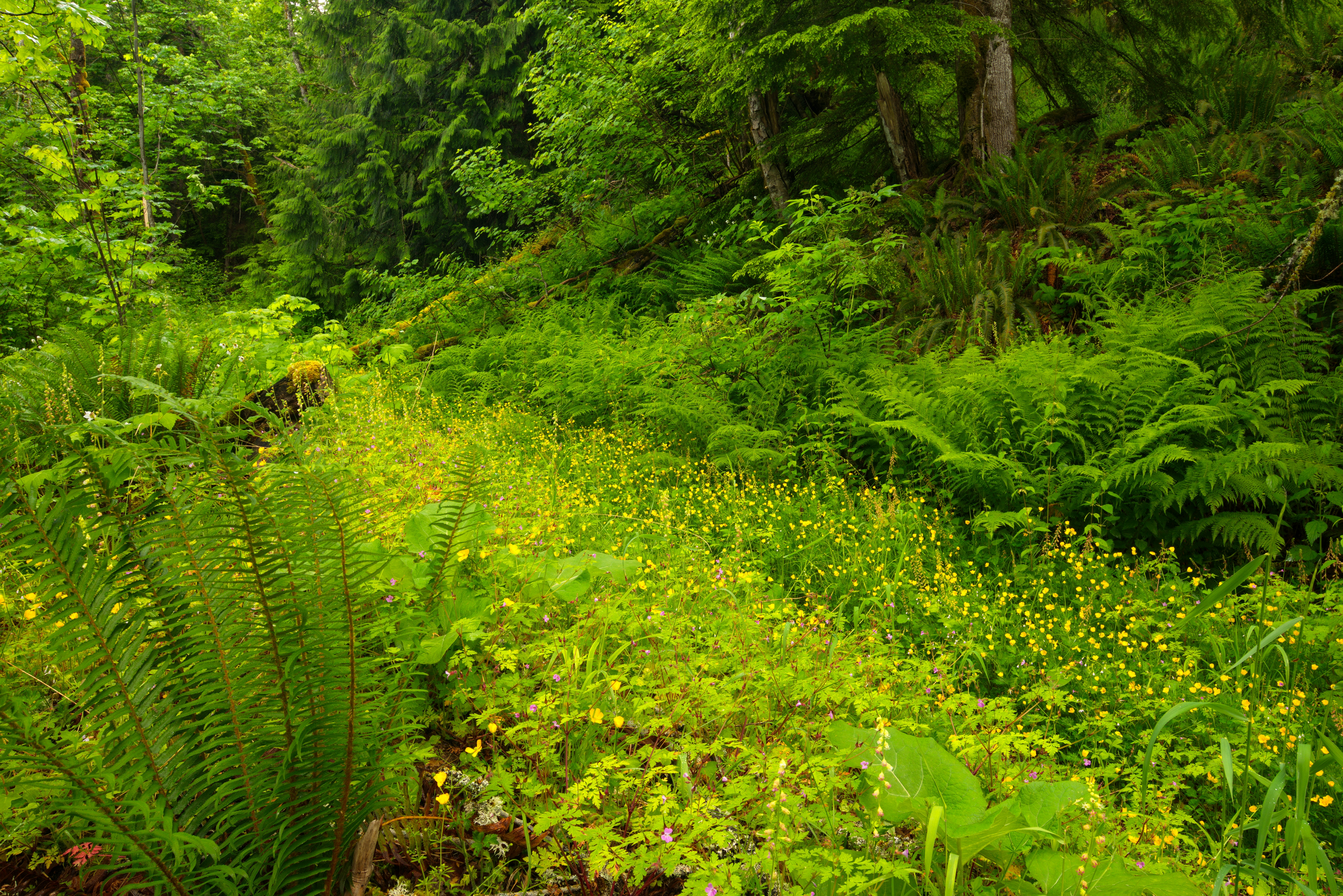 green grass and trees during daytime