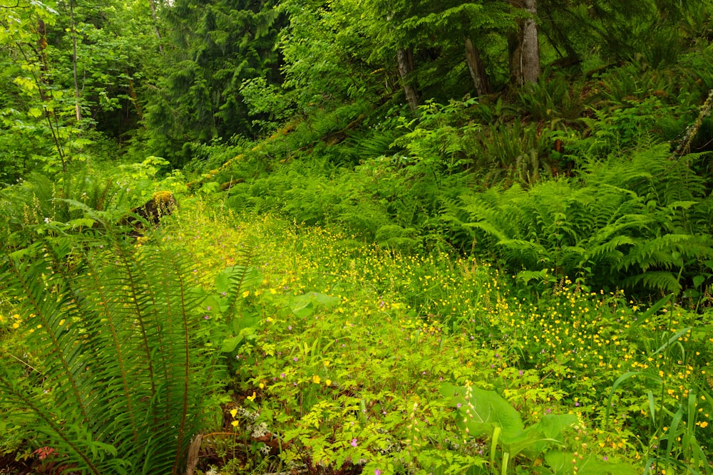 green grass and trees during daytime