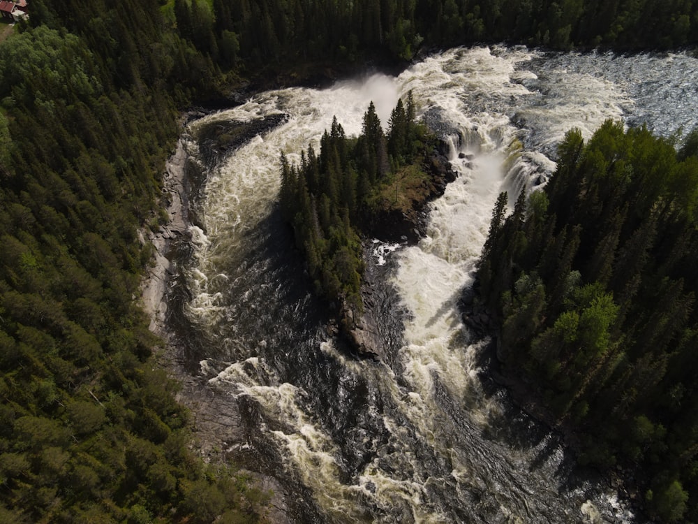 a river flowing through a lush green forest