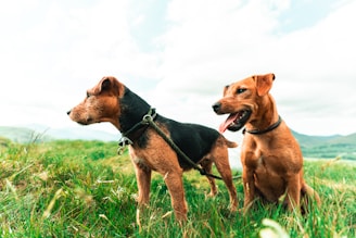 2 brown and black short coated dogs on green grass field during daytime