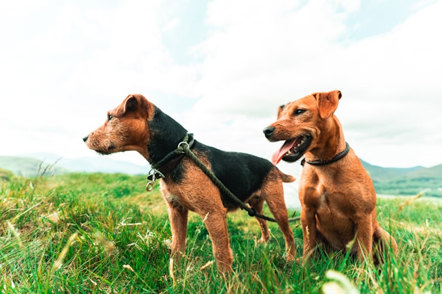 2 brown and black short coated dogs on green grass field during daytime