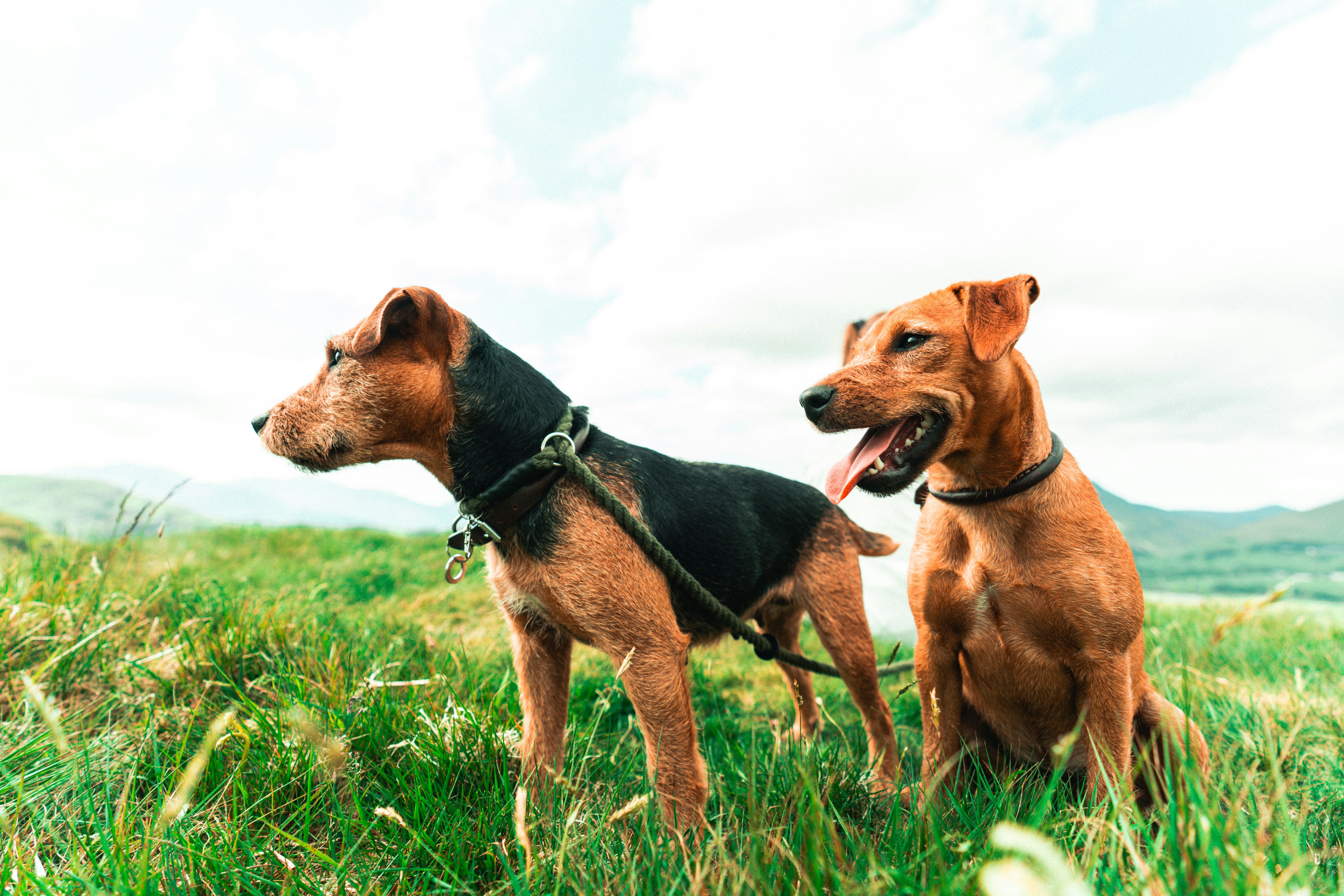 2 brown and black short coated dogs on green grass field during daytime