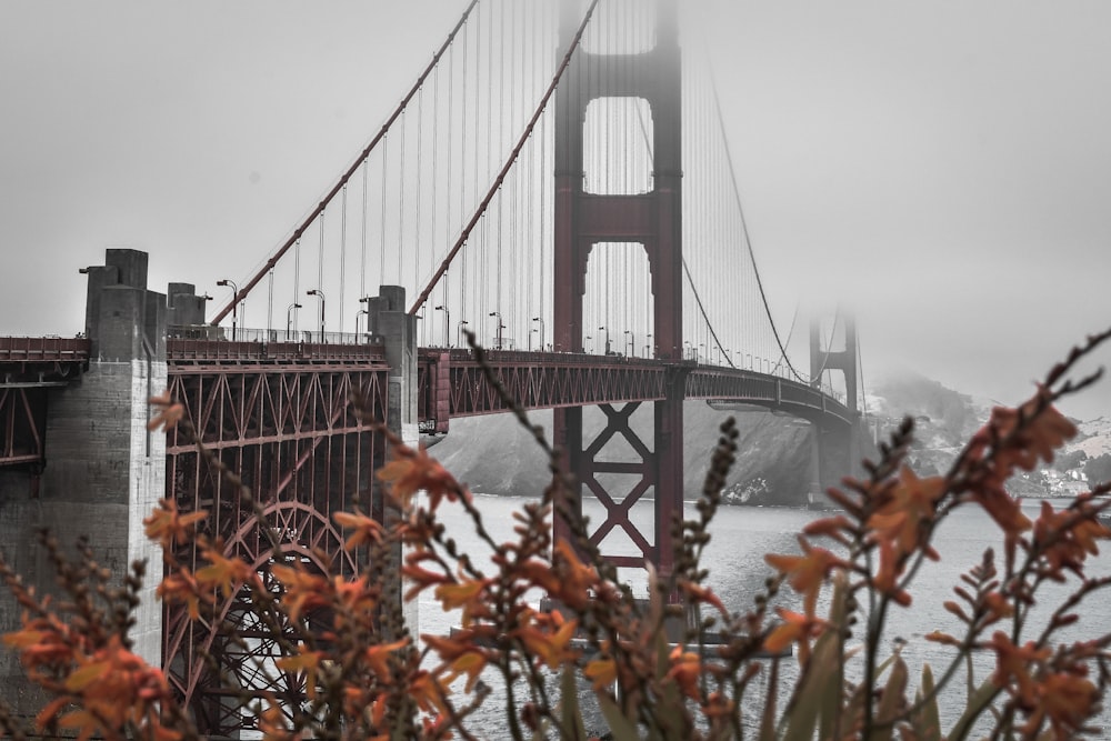 bridge over body of water during daytime