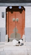 A small white dog with black patches stands on stone steps in front of an ornate red door. The door is set in a brick wall and features intricate metalwork designs and two large decorative handles. The doorway is framed with gray stone, and there are decorative stone carvings on either side of the entrance.