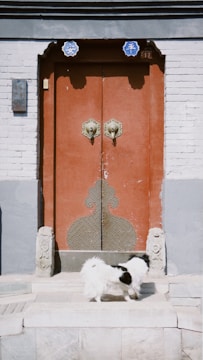 A small white dog with black patches stands on stone steps in front of an ornate red door. The door is set in a brick wall and features intricate metalwork designs and two large decorative handles. The doorway is framed with gray stone, and there are decorative stone carvings on either side of the entrance.