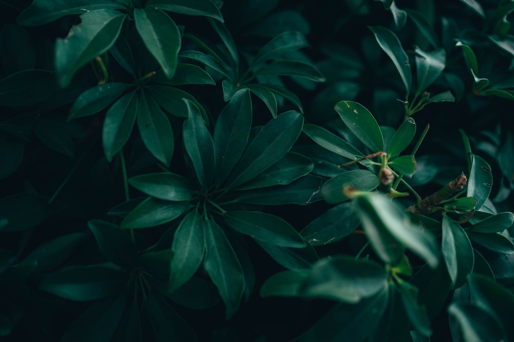 green leaves with water droplets