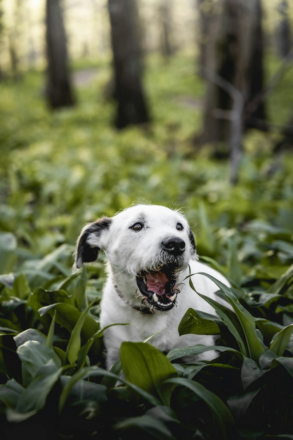 white and black short coated dog on green grass during daytime