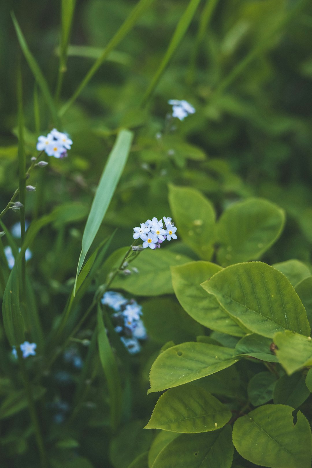 white flower with green leaves