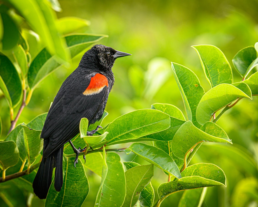 a black bird sitting on top of a green leafy tree