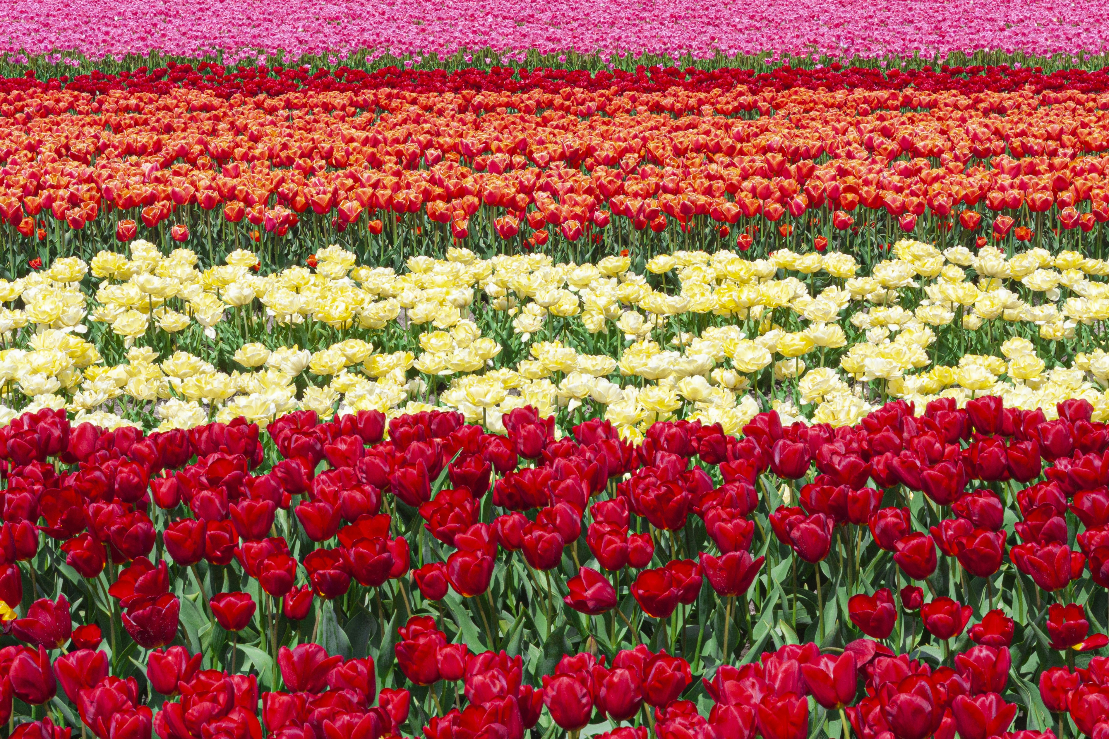 Afbeelding van Warmenhuizen