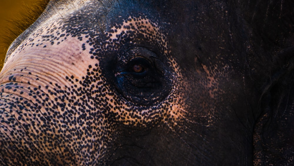 a close up of an elephant's face with a yellow background