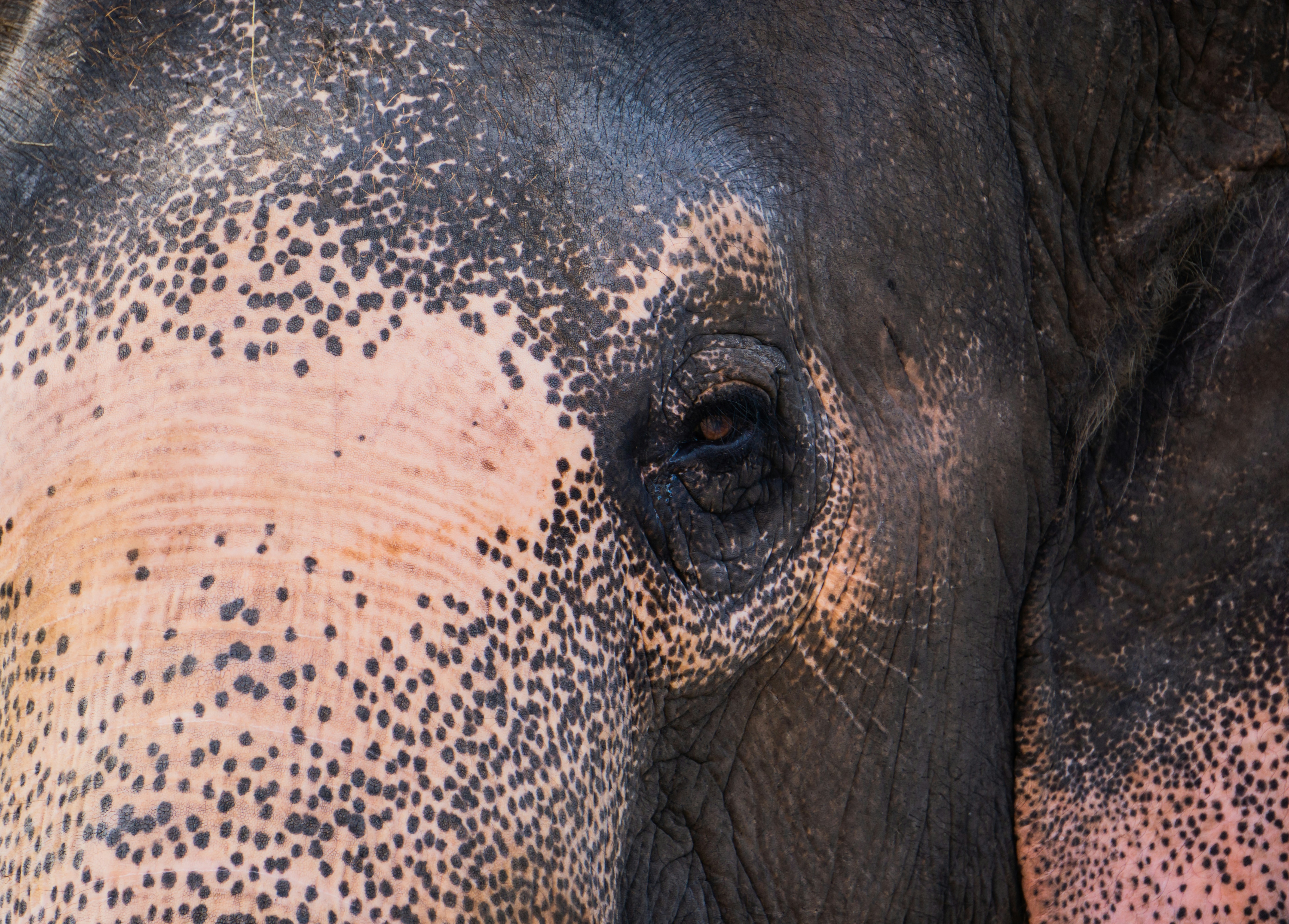 Photo by apsaraaruna