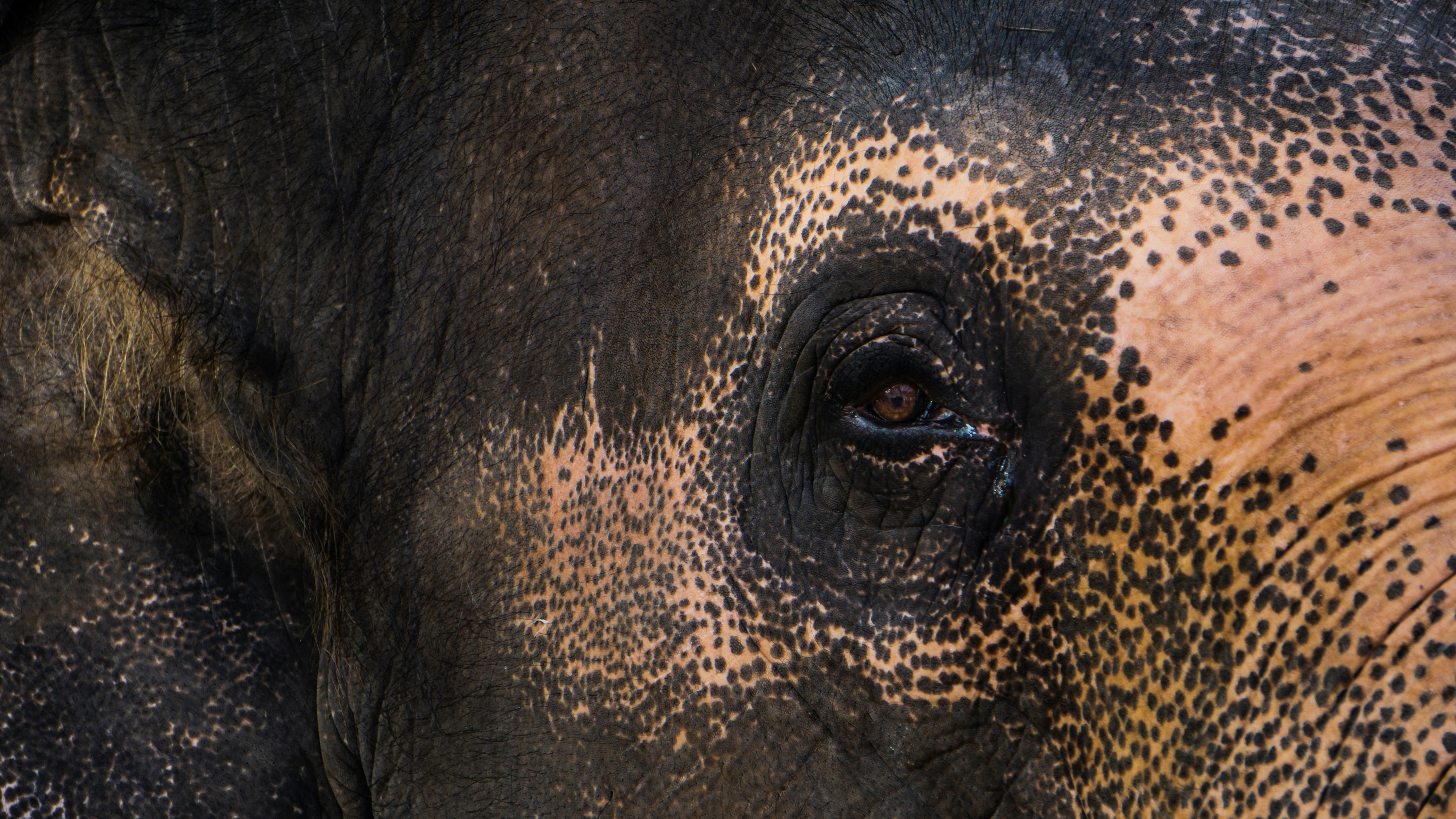 Photo by apsaraaruna