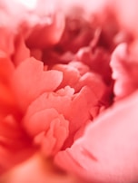A close-up of delicate petals in an oil floral painting.