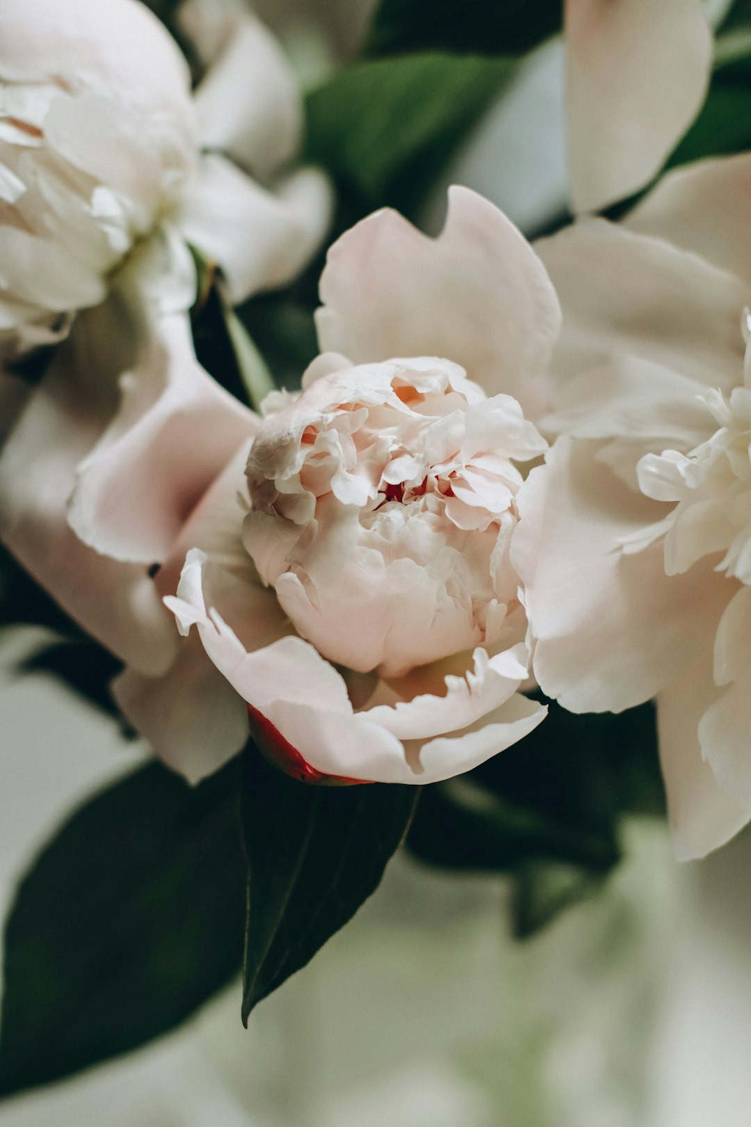 white flower in macro shot