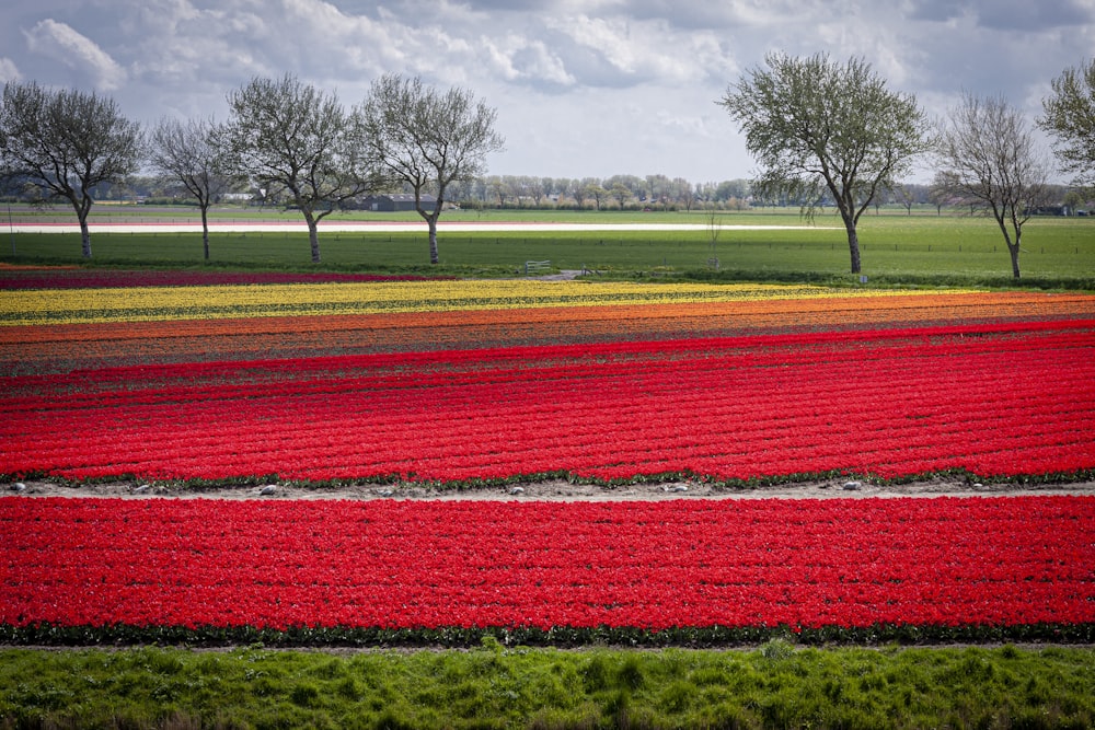 a field of flowers with trees in the background