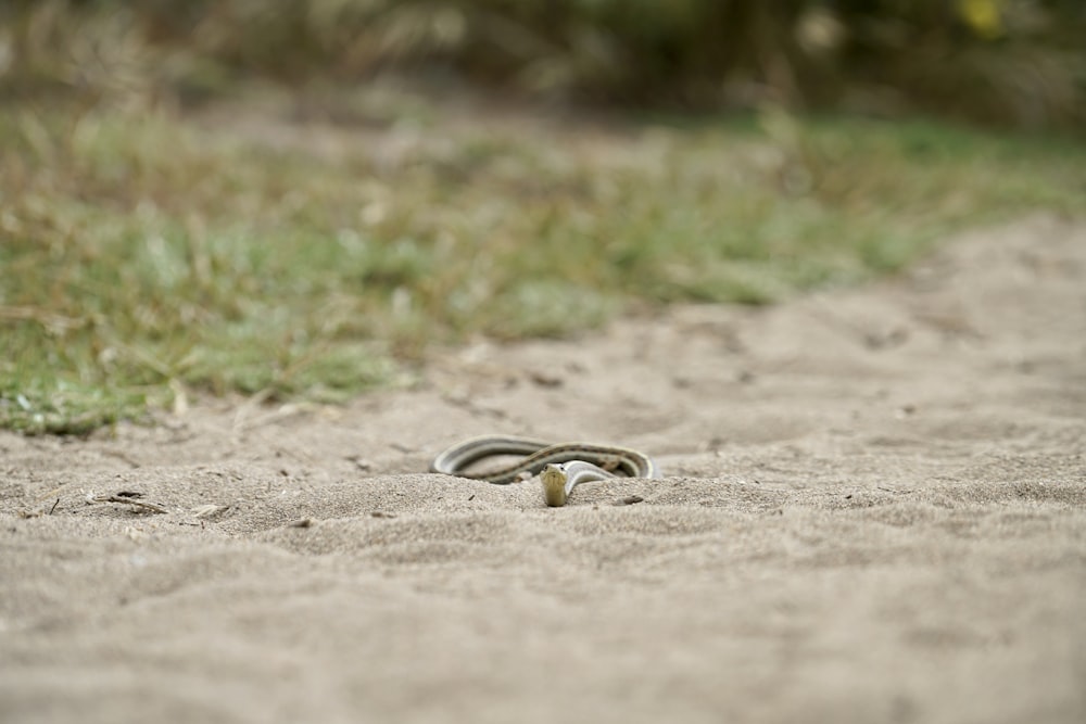 a pair of wedding rings sitting in the middle of a dirt road