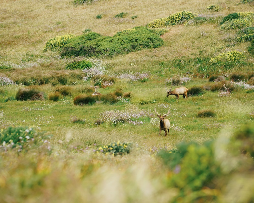 a couple of animals that are standing in the grass