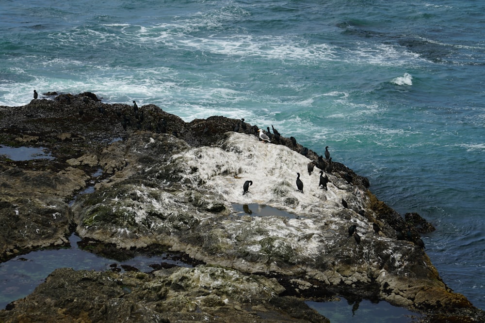a flock of birds sitting on top of a rock near the ocean