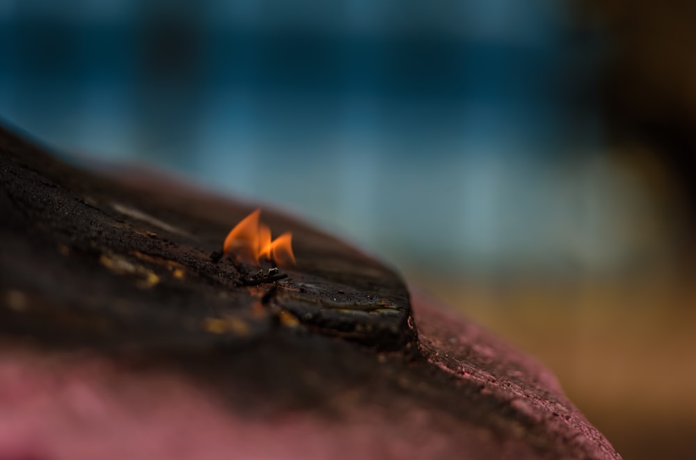 a close up of a piece of wood with a fire in it