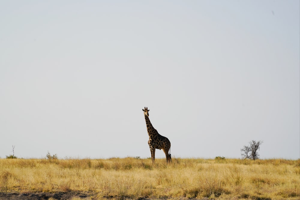Eine Giraffe, die mitten auf einem Feld steht