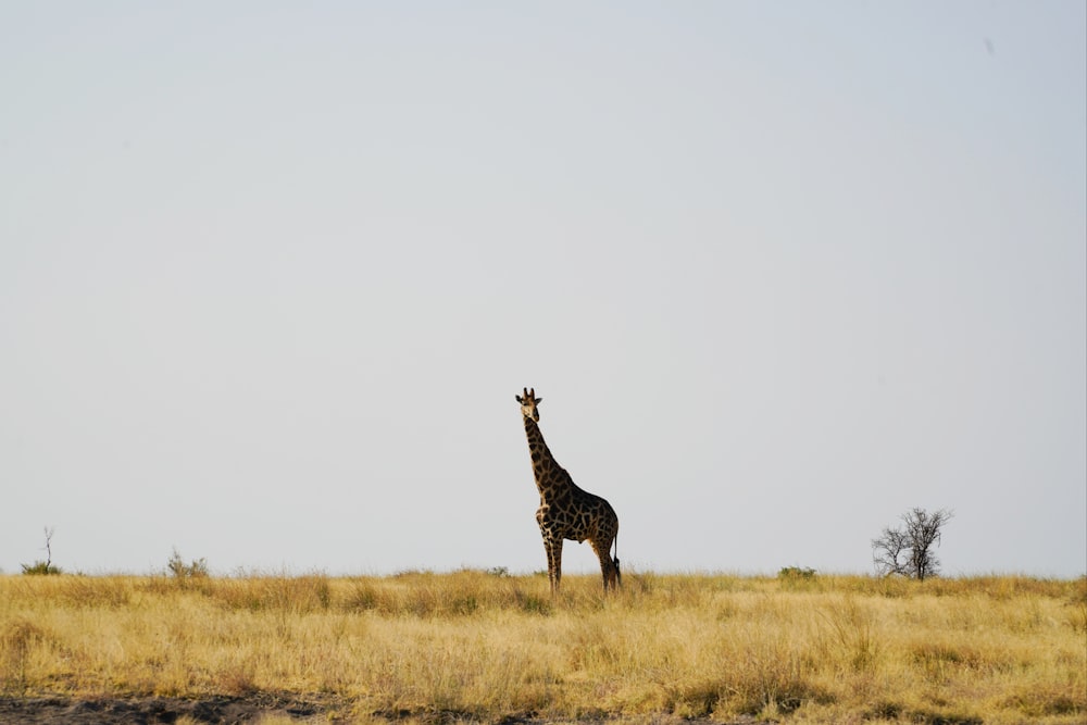 a giraffe standing in the middle of a field