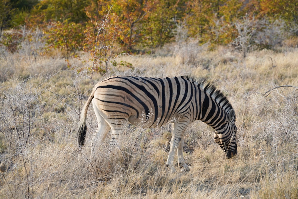 a zebra grazing on dry grass in a field